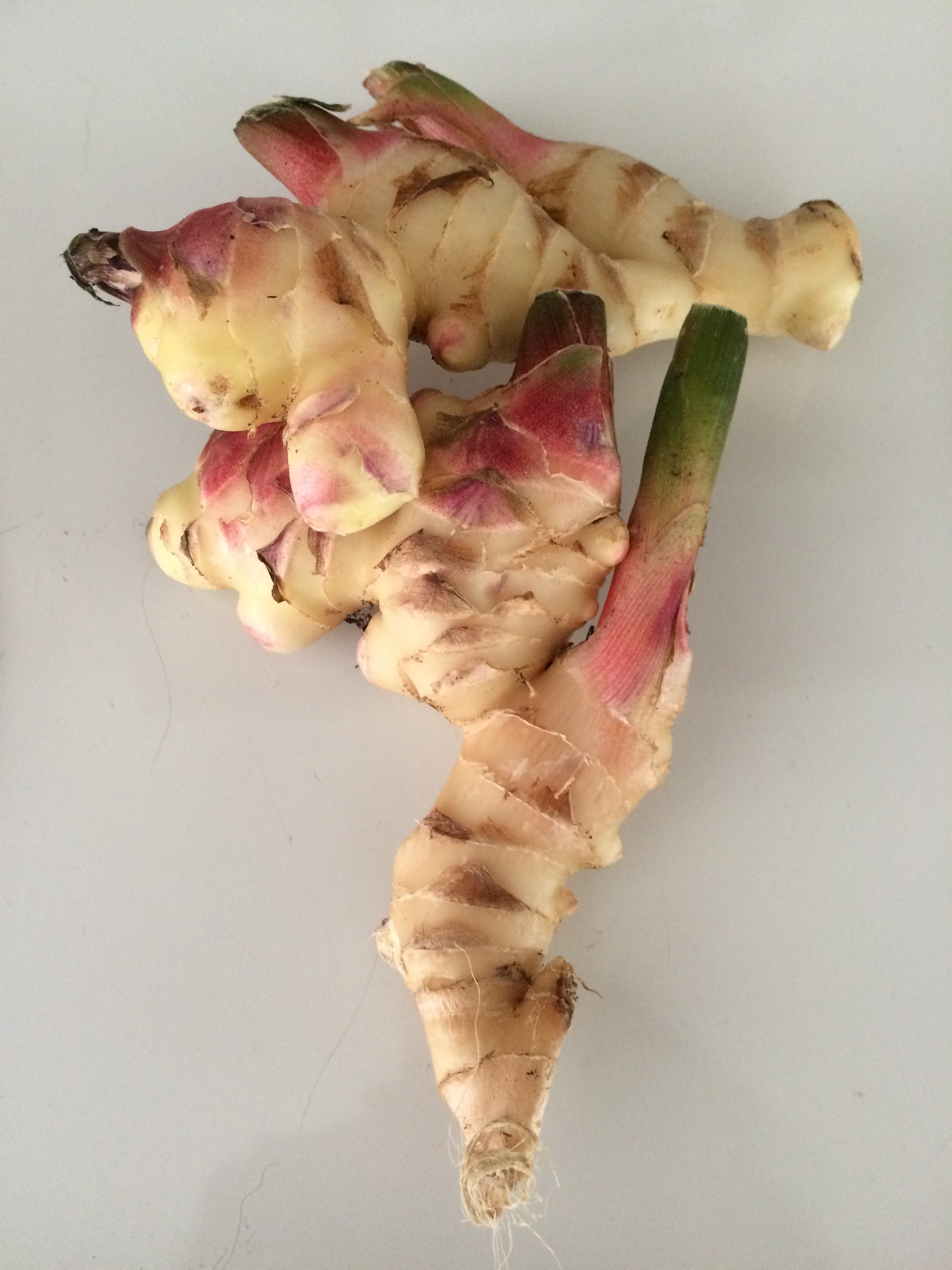 Growing Ginger Root in North Florida Gardening in the Panhandle
