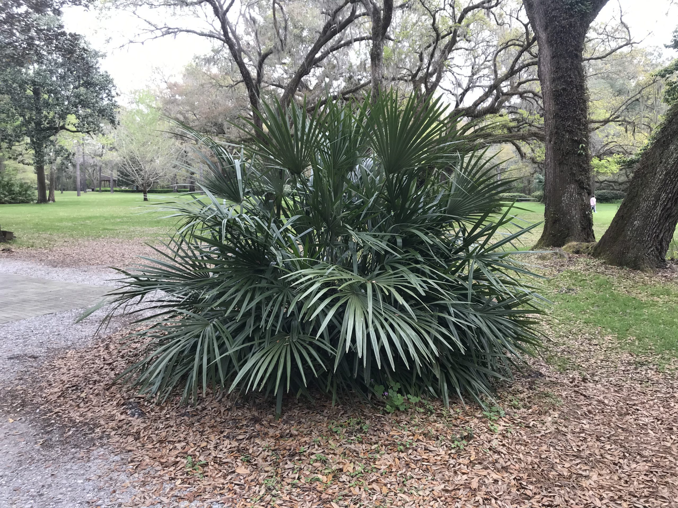 For a Unique Landscape Native, Give Needle Palm a Try! Gardening in