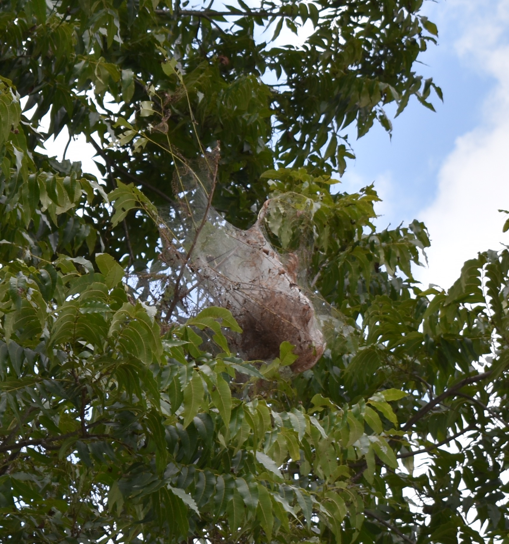 Fall worms Noticeable In Pecans As Summer Wains Panhandle Agriculture