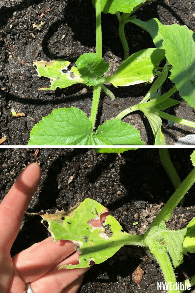 How To Identify and Control Four Common Garden Pests of the Pacific