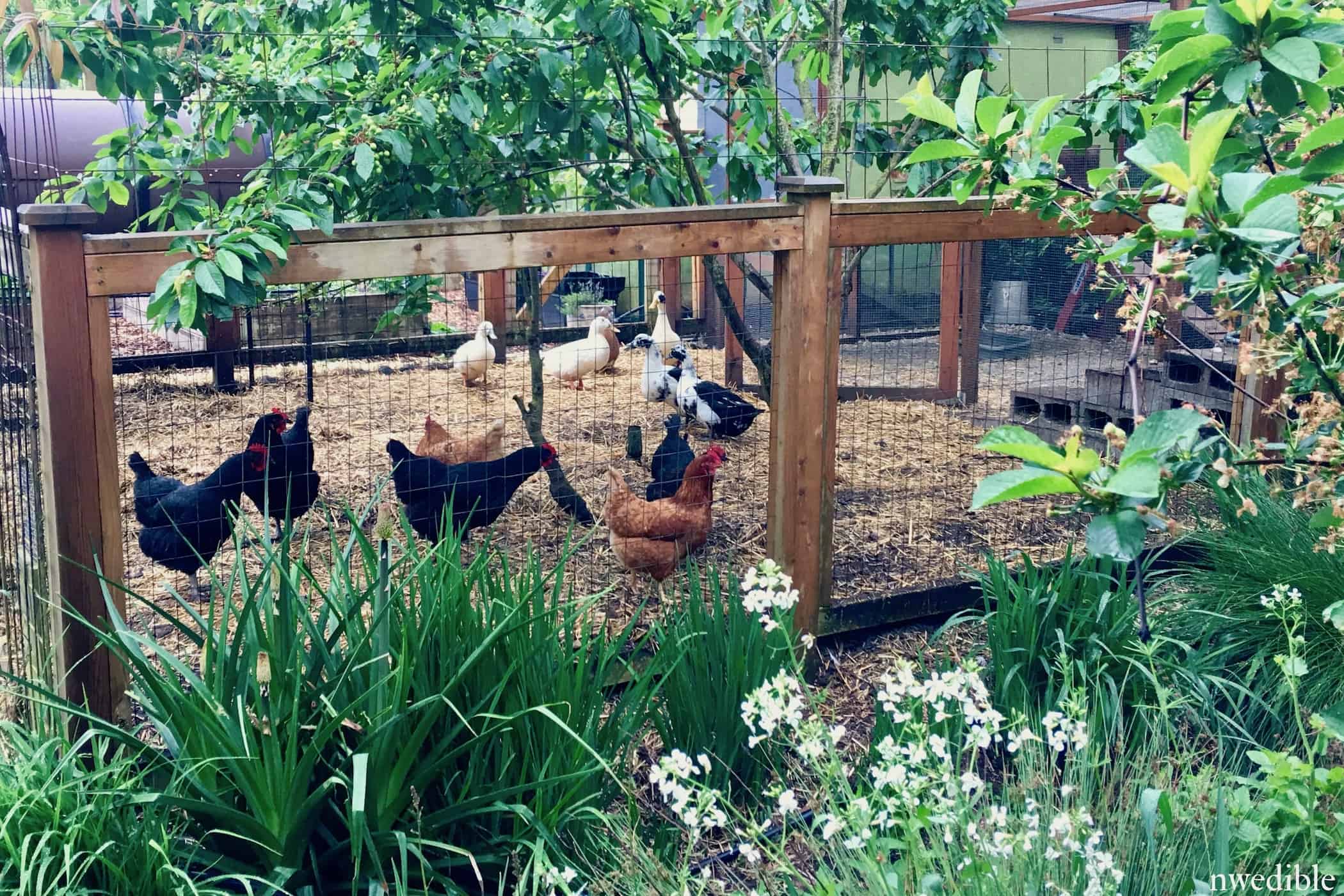 17 Homestead Rules and How I Score For Each Northwest Edible Life