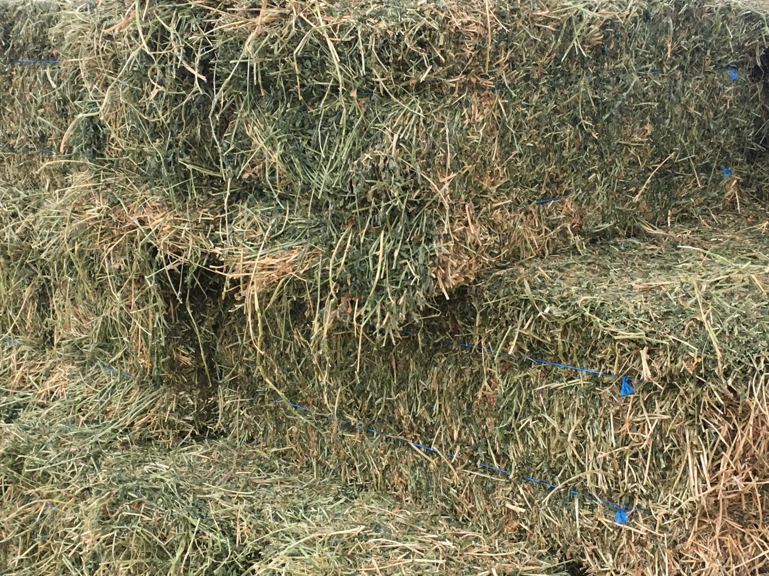 Alfalfa Hay NW Farm Supply