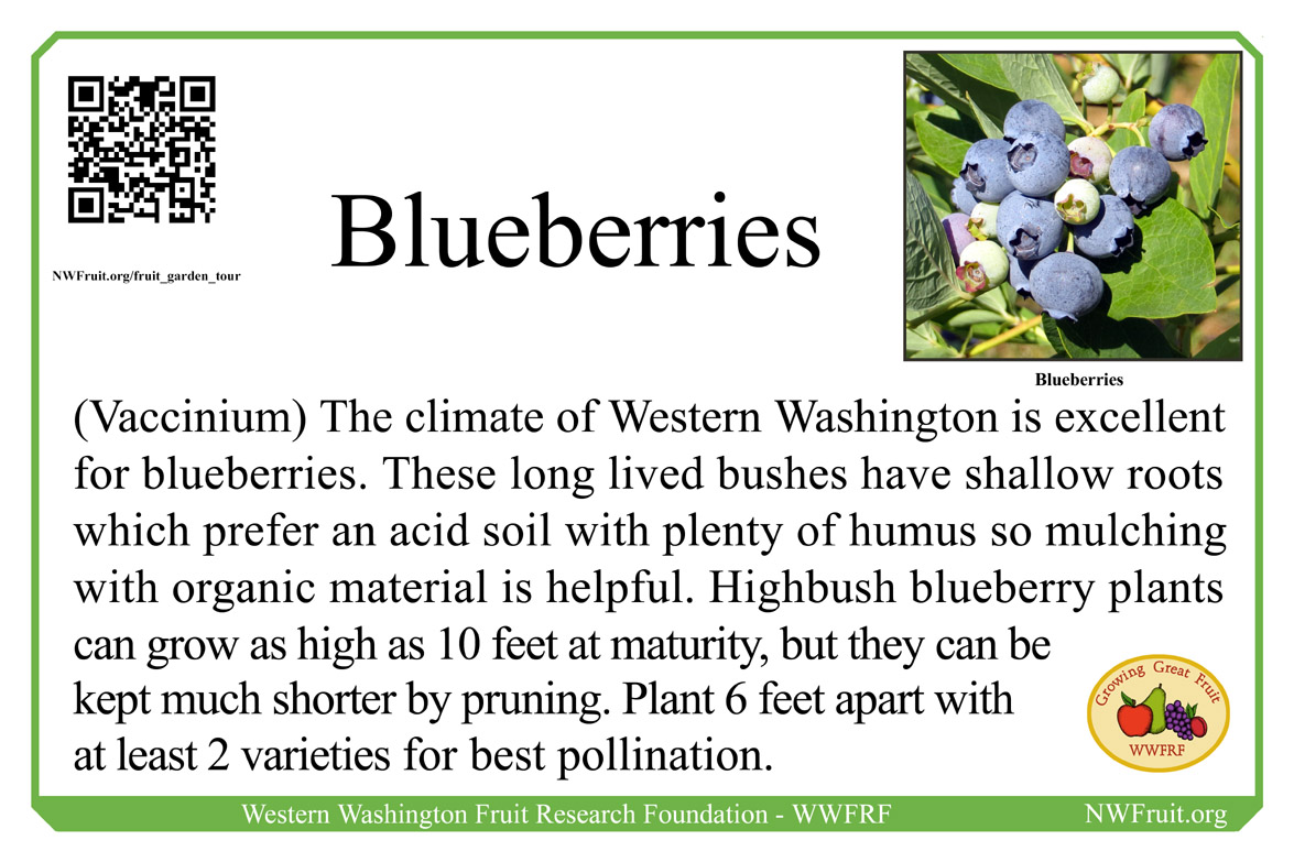 Home Fruit Garden Tour Blueberries NW Fruit (Western Washington