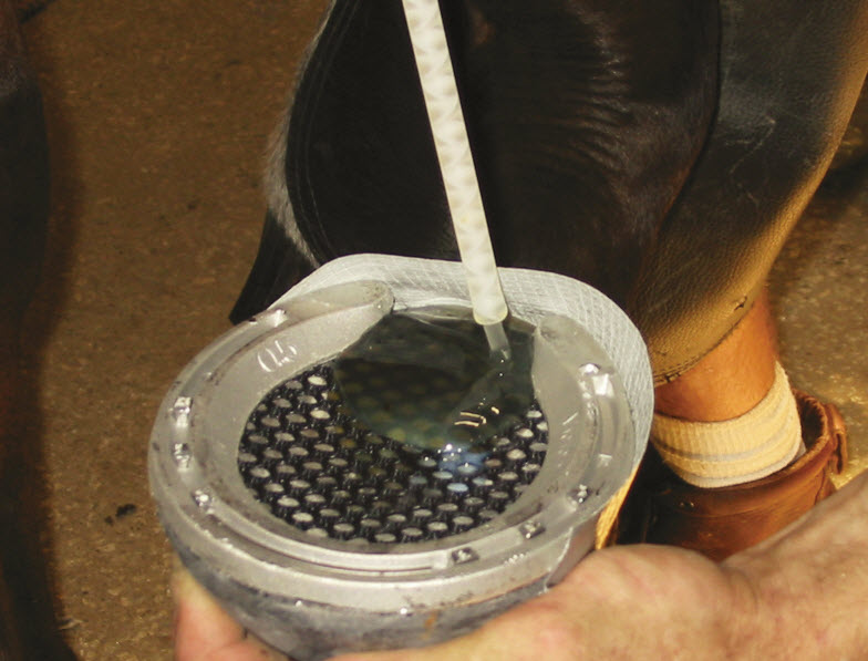 Managing the Laminitic and Foundered Horse The Northwest Horse Source