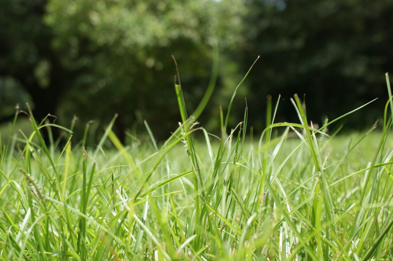 Is Summer Grass Safe? The Northwest Horse Source
