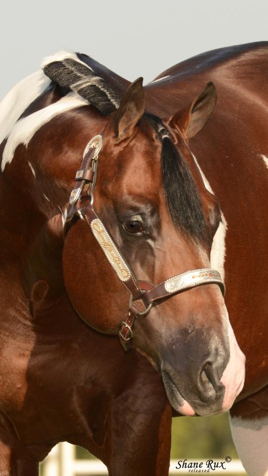 Over 300 Breedings Selling In 3 Stallion Service Auctions This Week The Northwest Horse Source