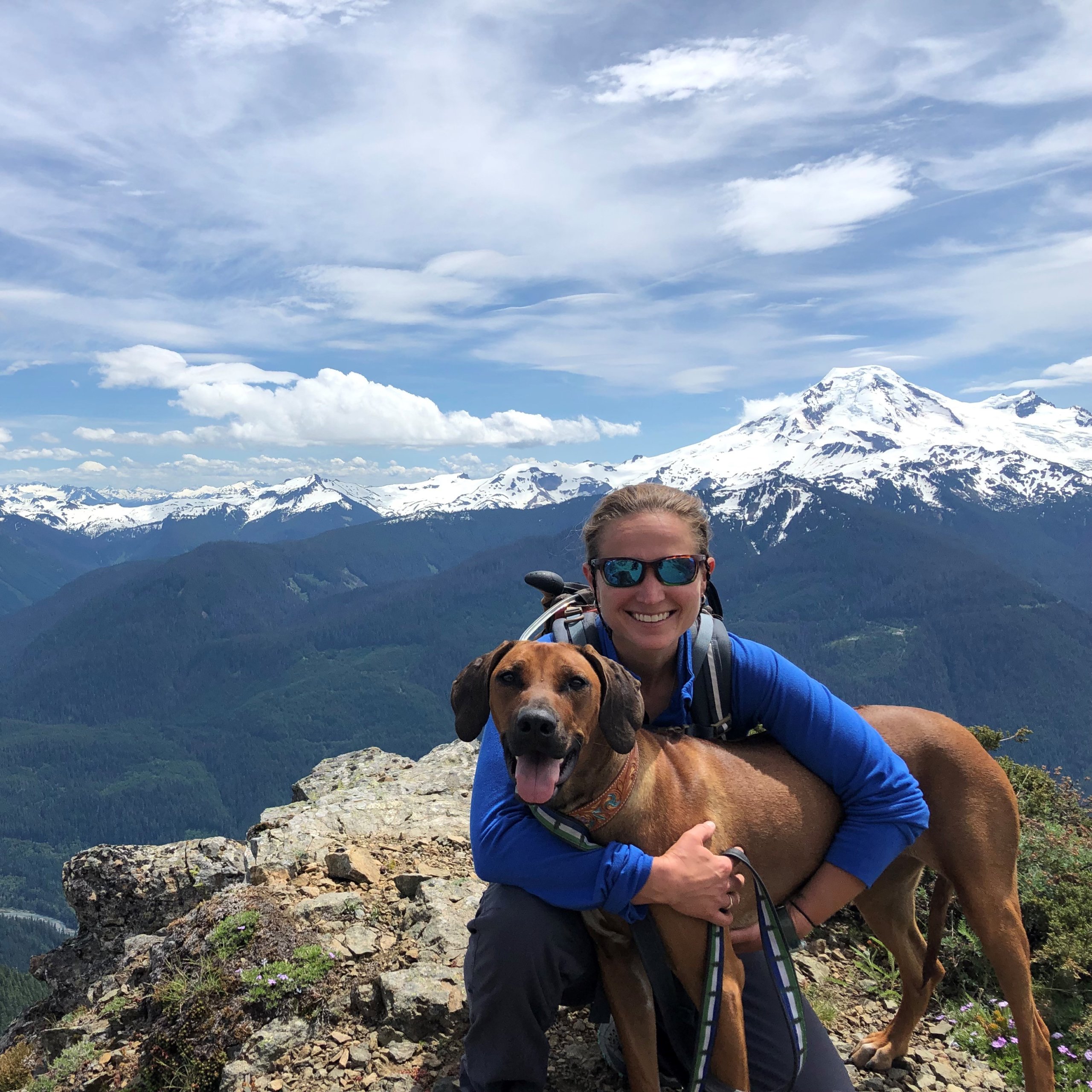 The Complex Hock Fusion A Permanent Fix Horse Health The