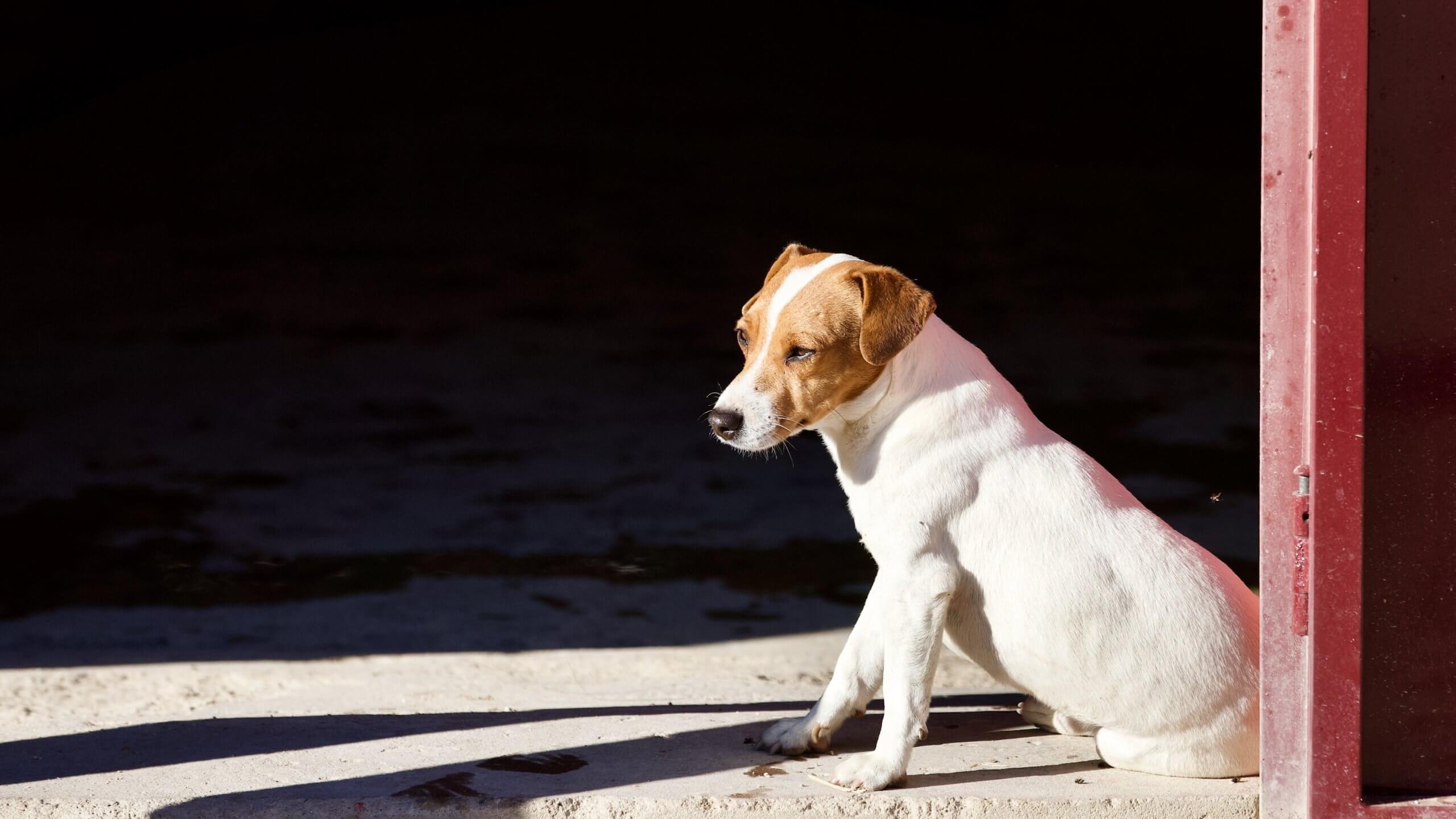 The Best Dog Breeds for Horse Owners Canine Considerations Should