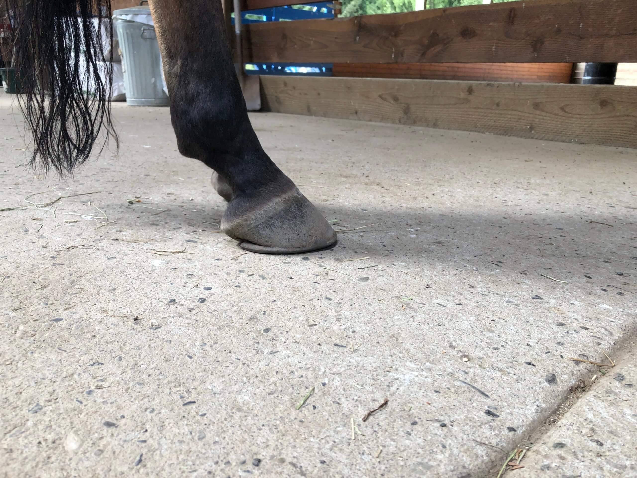 Long Toes, Negative Angles, and Sole Depth Maintaining Proper Hoof