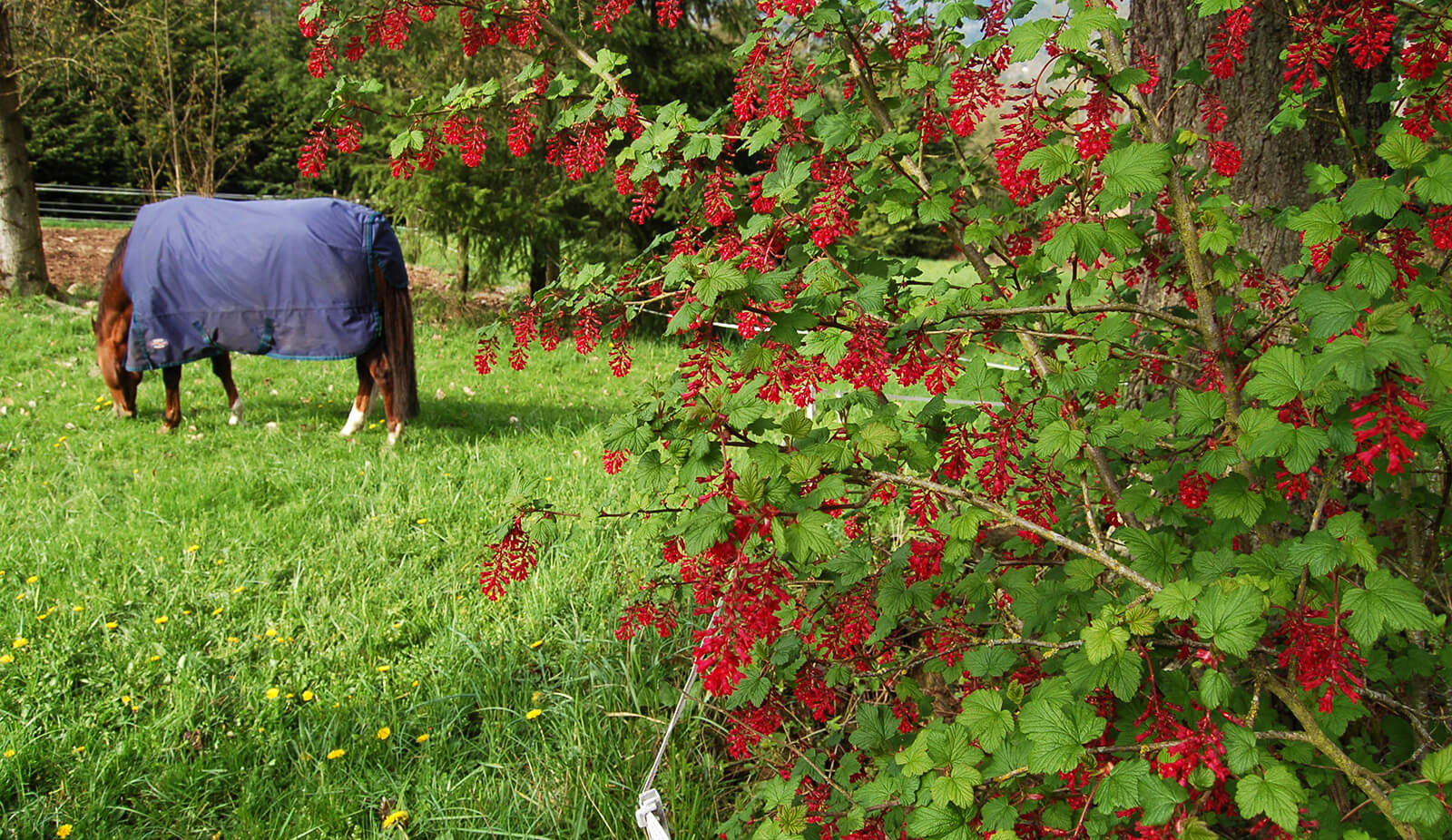 Prefreeze Planting on Horse Properties Native Plants Benefit Everyone on the Farm Farm
