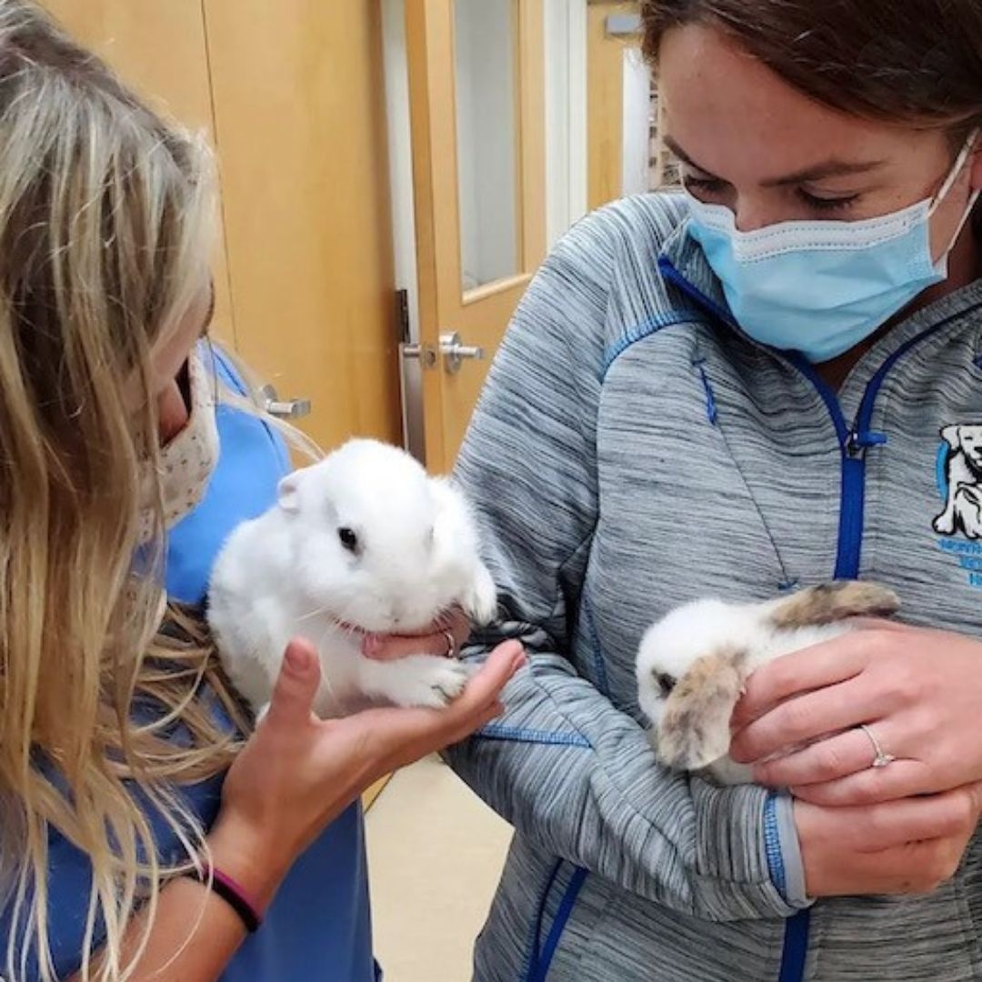 North Windham Veterinary Hospital Patient Gallery Vet Clinic In Windham, ME 04062