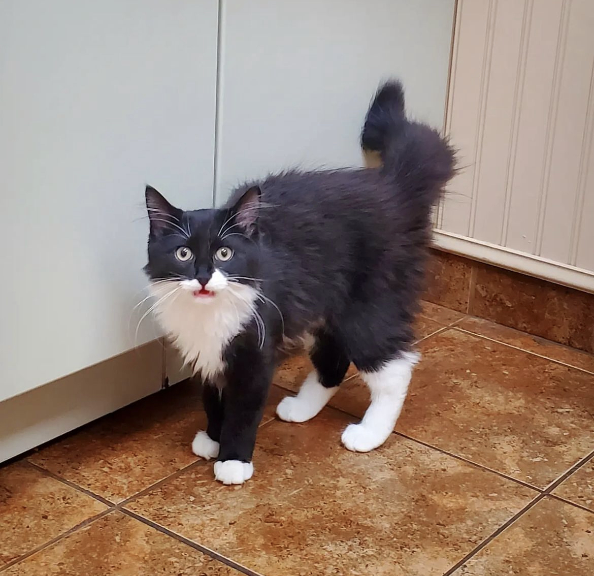 North Windham Veterinary Hospital Patient Gallery Vet Clinic In Windham, ME 04062