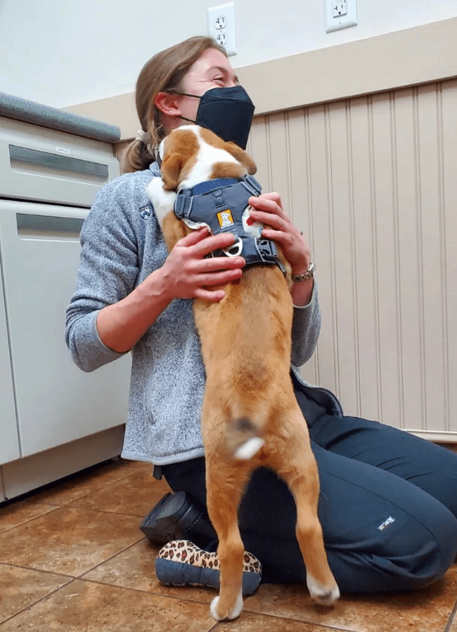 Pet Wellness Exams In Windham, ME 04062 North Windham Veterinary Hospital