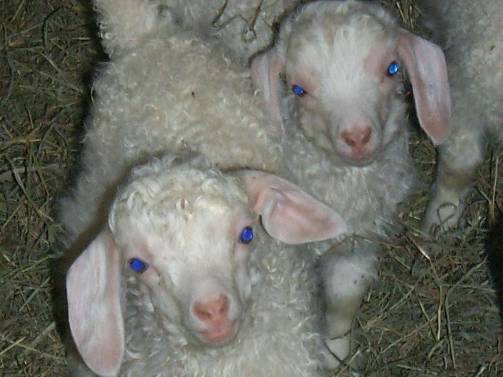 Veterinarian Services In Utica, PA Northwest PA Veterinary Service