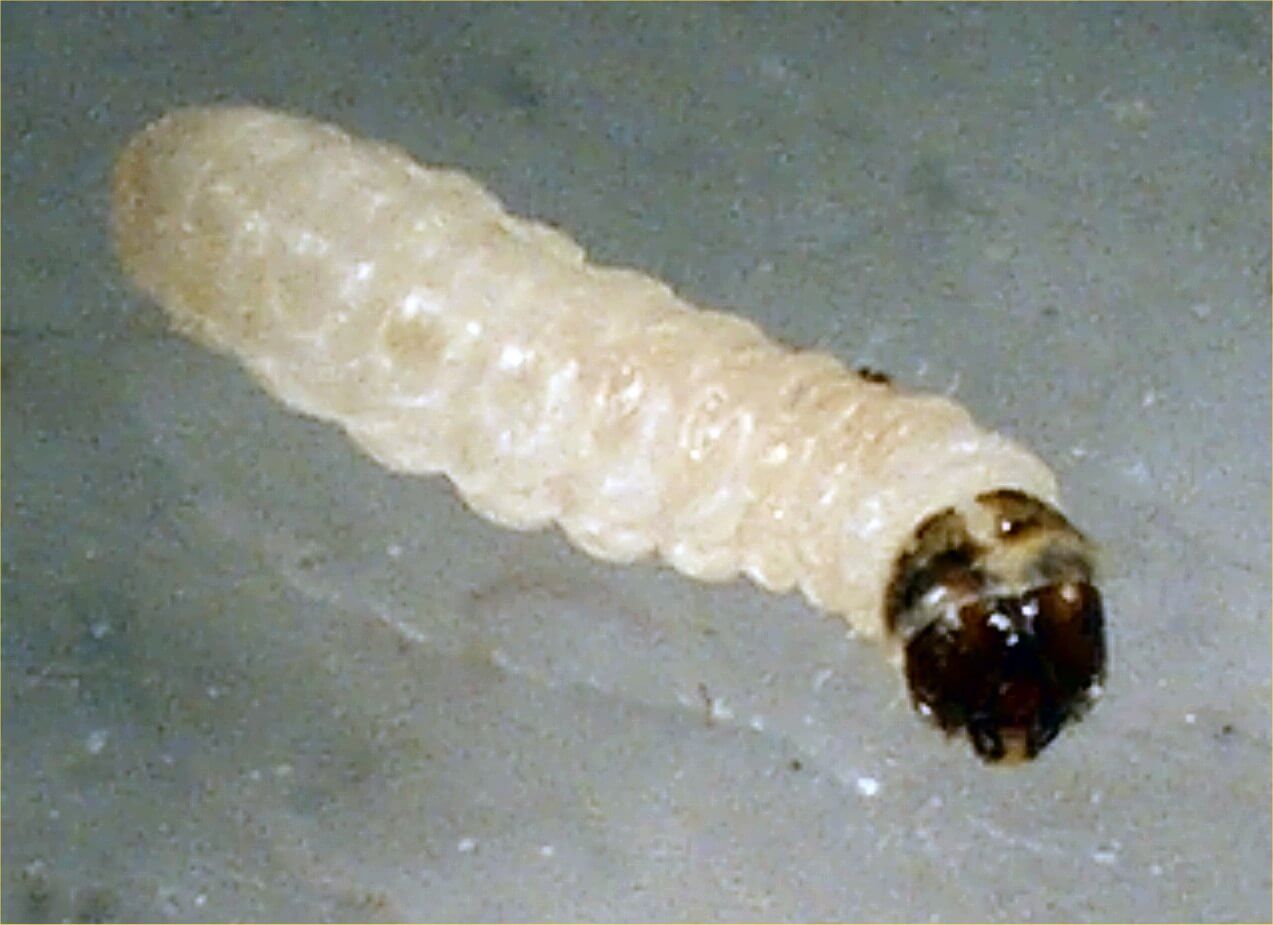 CASEMAKING CLOTH MOTH LARVAE NW Pest Control