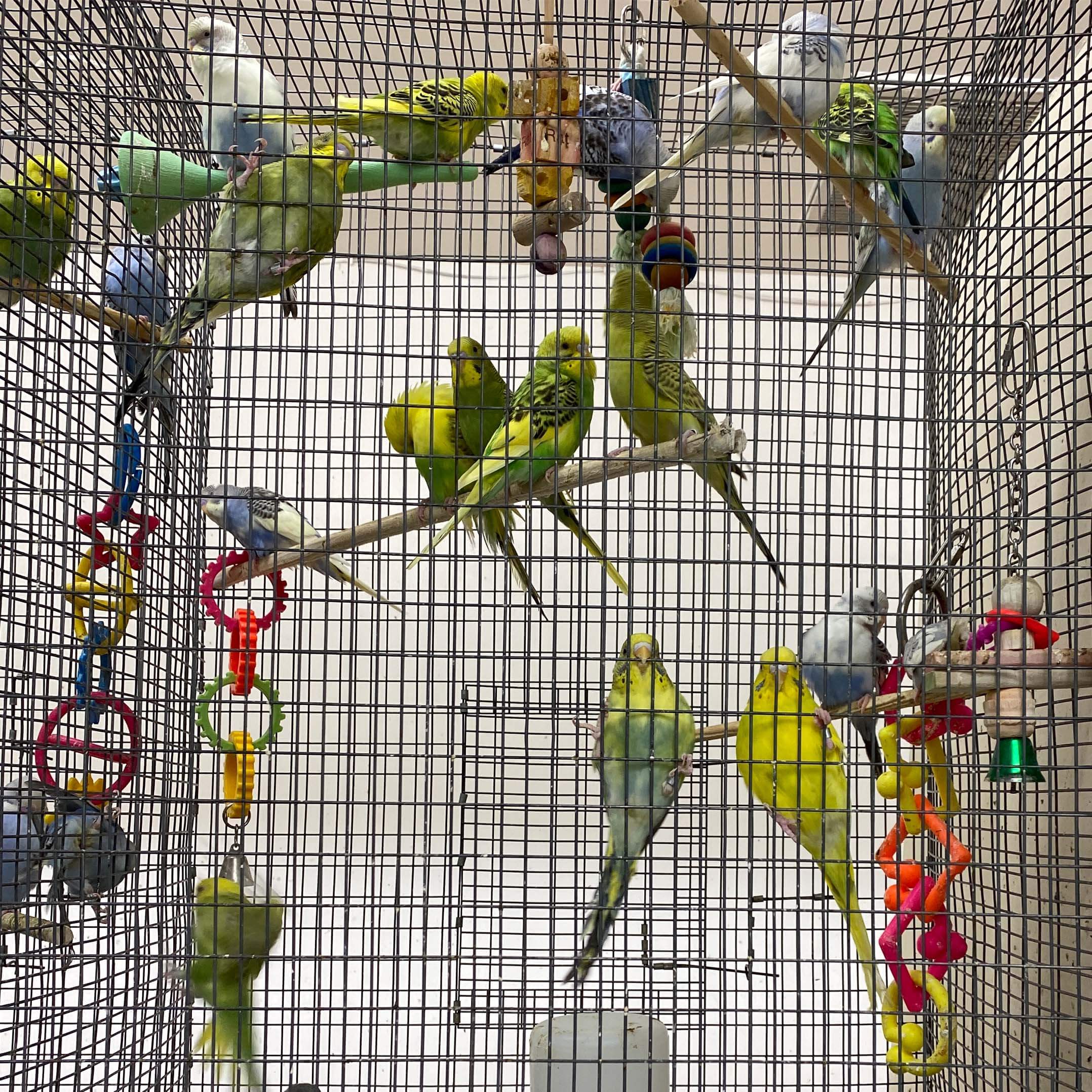 northwest seed and pet north division Zula Ivory