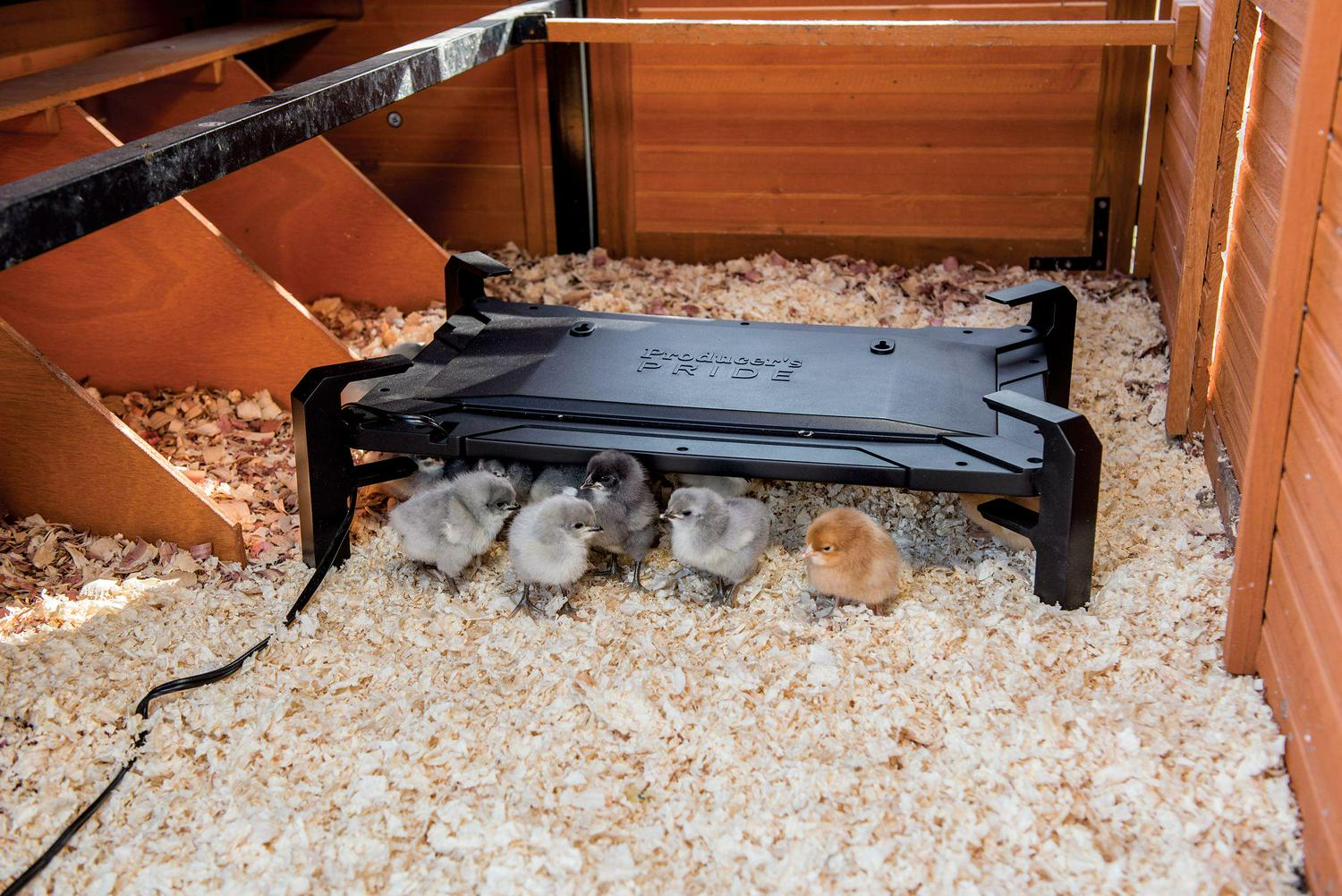 Raising Chicks A Beginner's Guide to Choosing the Right Brooder and Avoiding Common Mistakes
