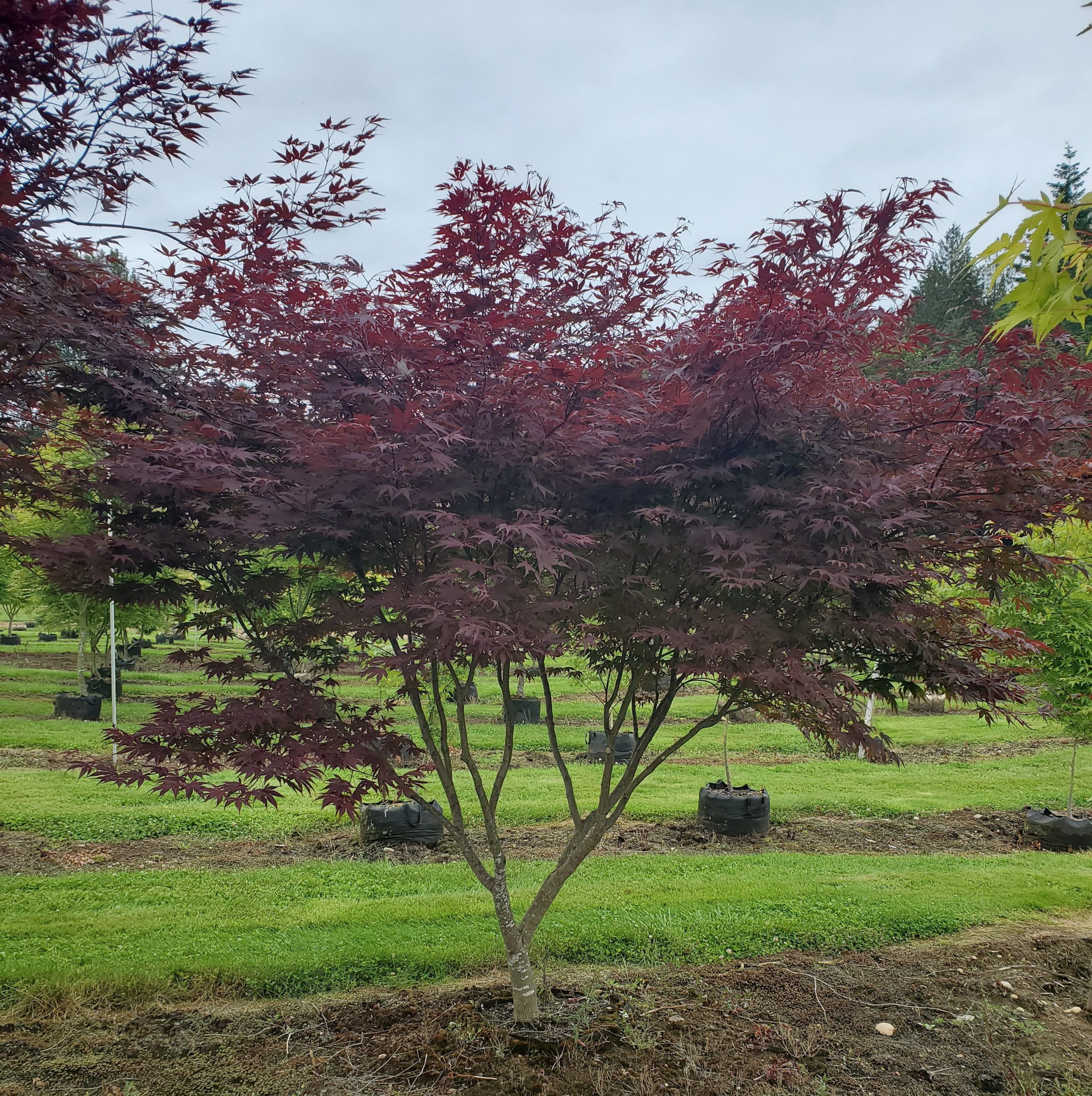 Tree Nursery In Orting, WA NW Tree Nursery