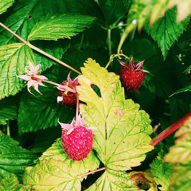 Day Trip UPick Berry Farms Near Seattle and Portland Northwest