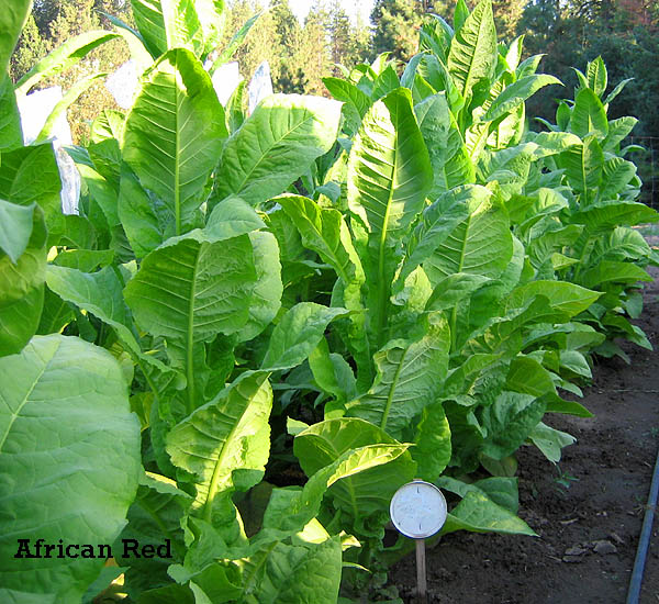 Northwest Tobacco Seeds Providing nicotiana seeds for wholesale