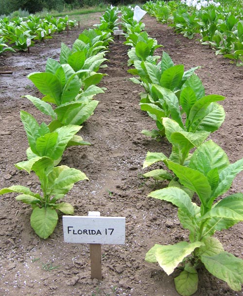 Northwest Tobacco Seeds Providing nicotiana seeds at wholesale prices