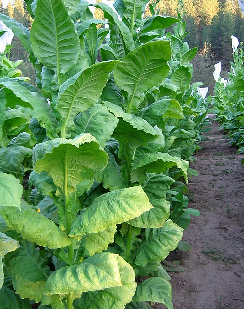Northwest Tobacco Seeds Providing nicotiana seeds at wholesale prices