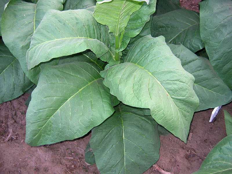 Northwest Tobacco Seeds Providing nicotiana seeds at wholesale prices