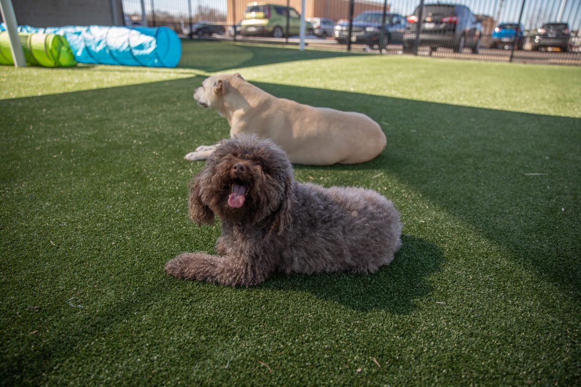 Pet Boarding Northwest Veterinary Hospital, Veterinarian in Delta, OH