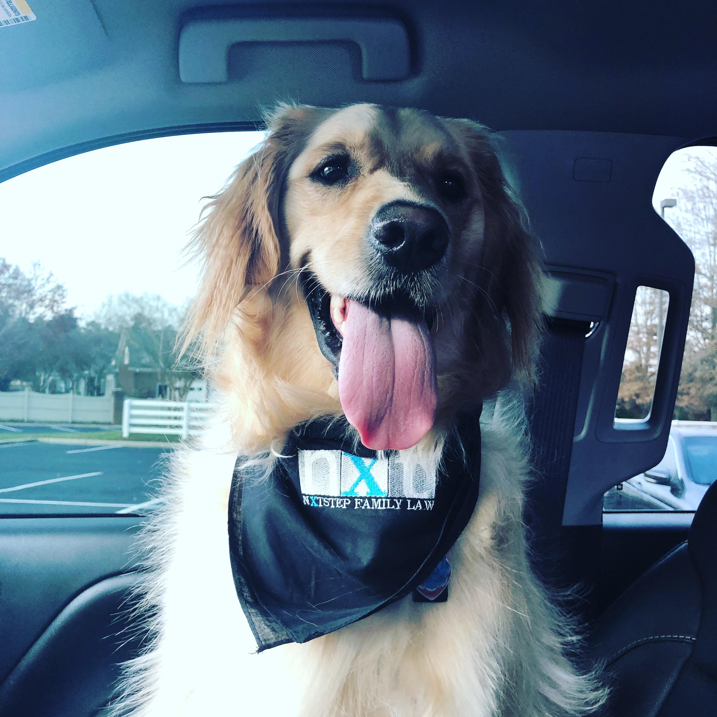 Meet The Law Dogs NXTSTEP Family Law