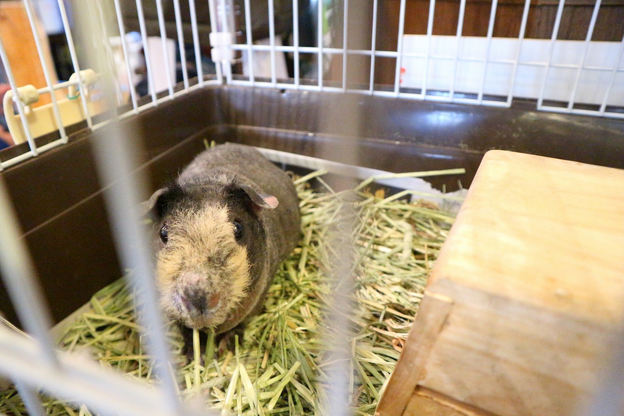 愛知県一宮市の動物カフェ「アニマルCafe不可思議」