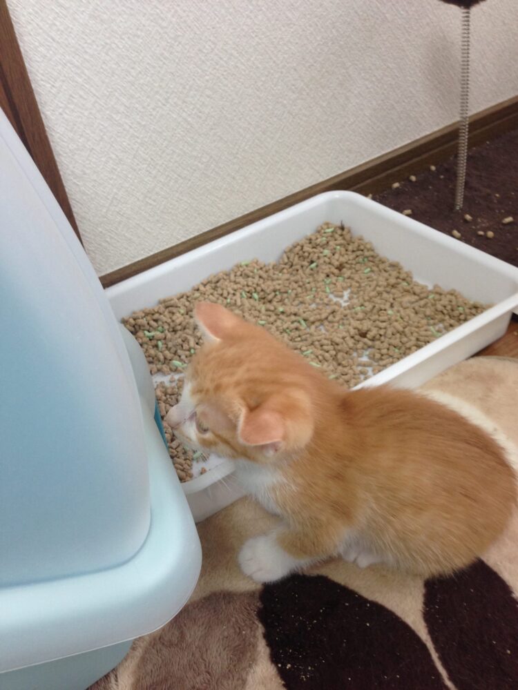 子猫トイレトレーニング成功｜にゃんこまねき next