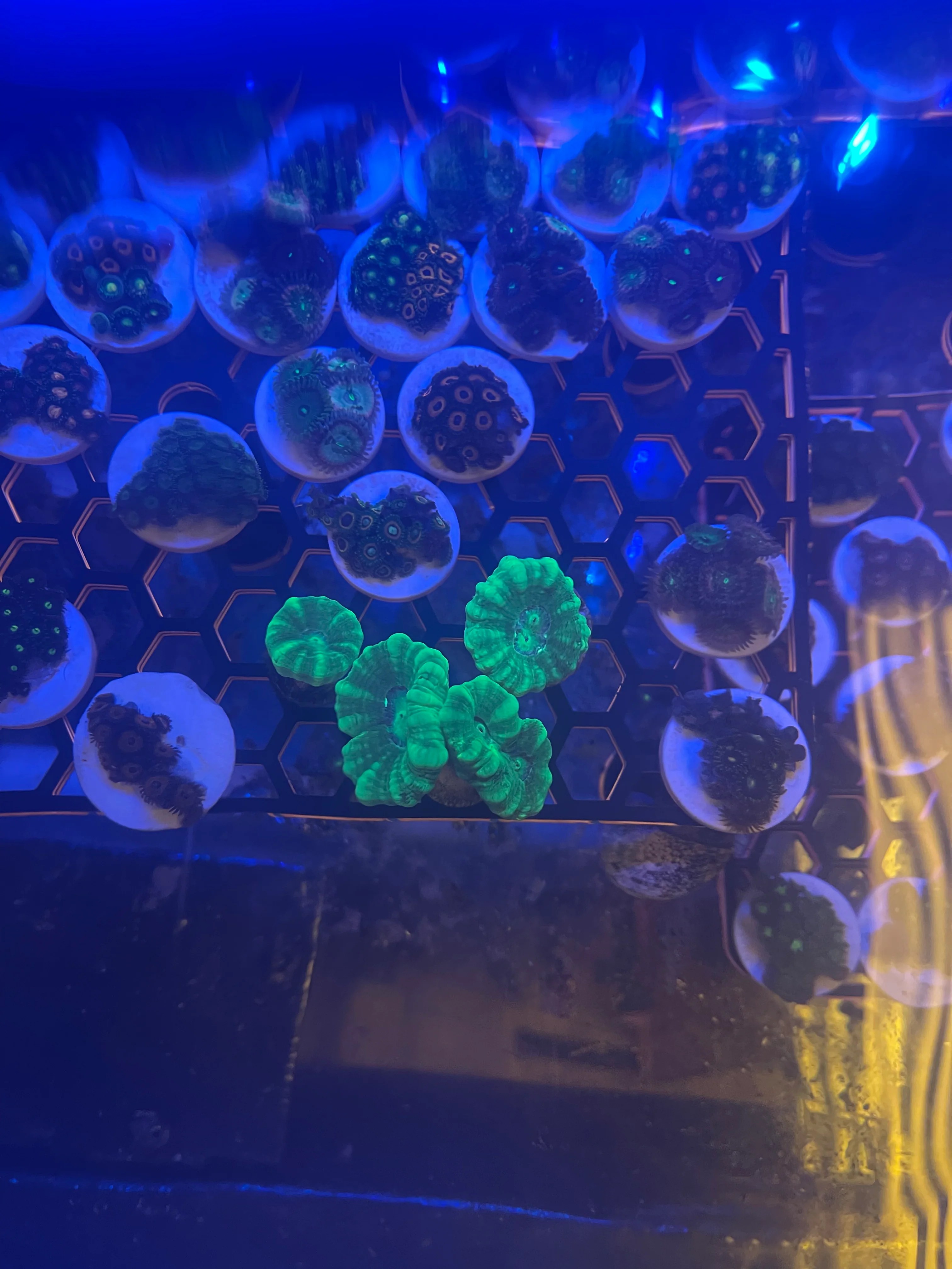 Candy Cane Coral (Caulastrea furcata)6 head NYAquatic