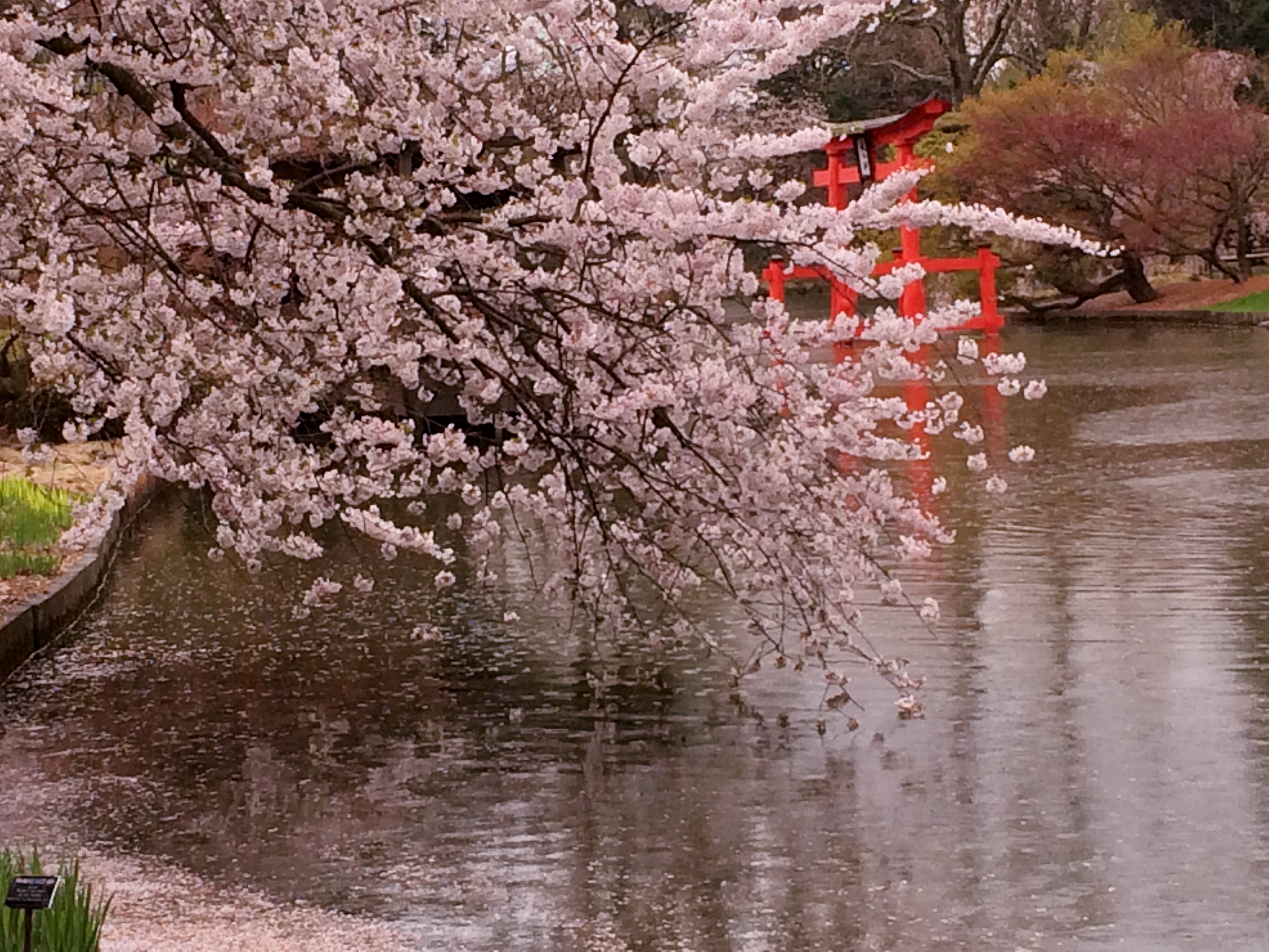 Brooklyn Botanical Garden NYC A must visit during spring season