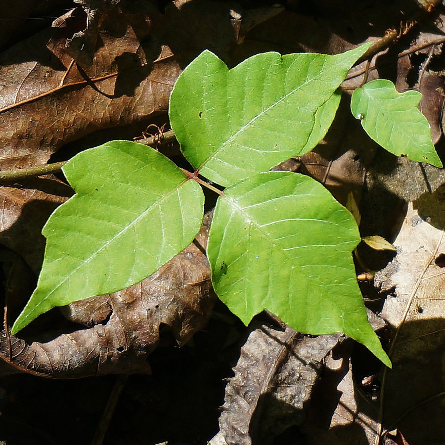 Prednisone for Poison Ivy Please Taper Slowly! The People's Pharmacy