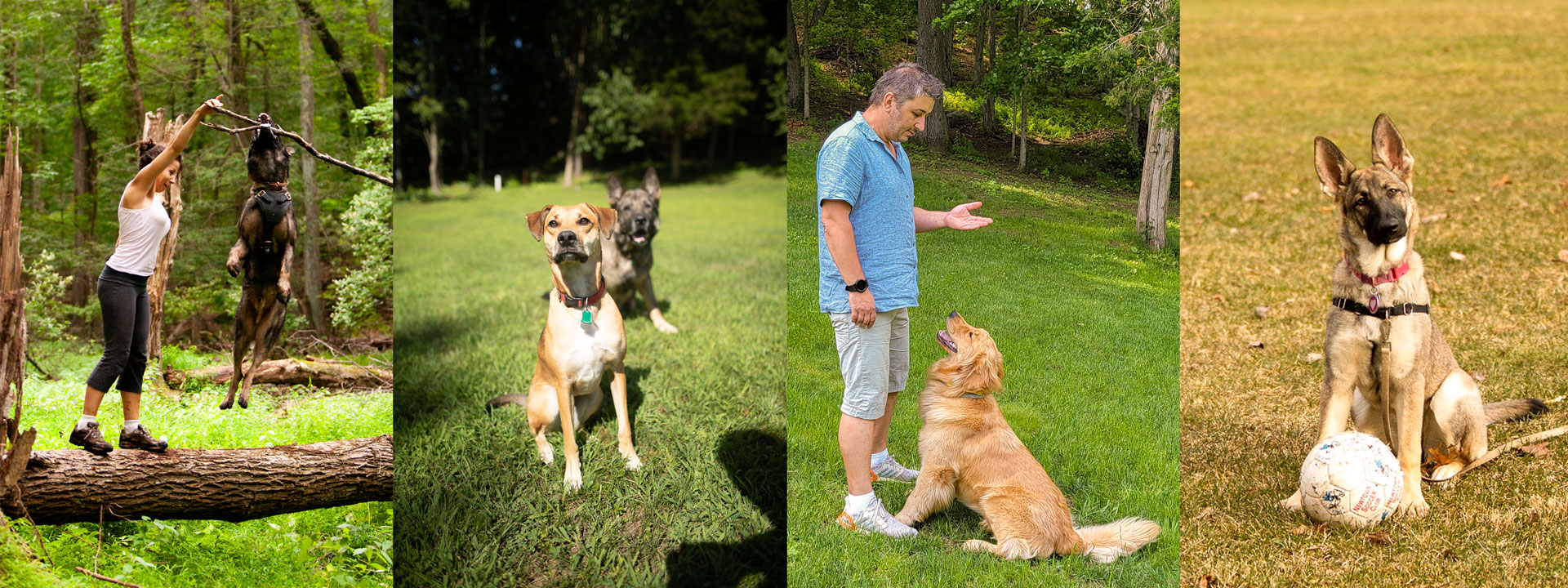 Dog Training NYC Doggies