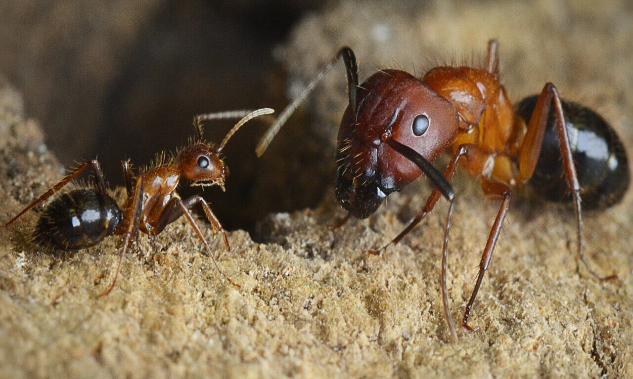 Ant Extermination Montreal Ant Exterminator Services