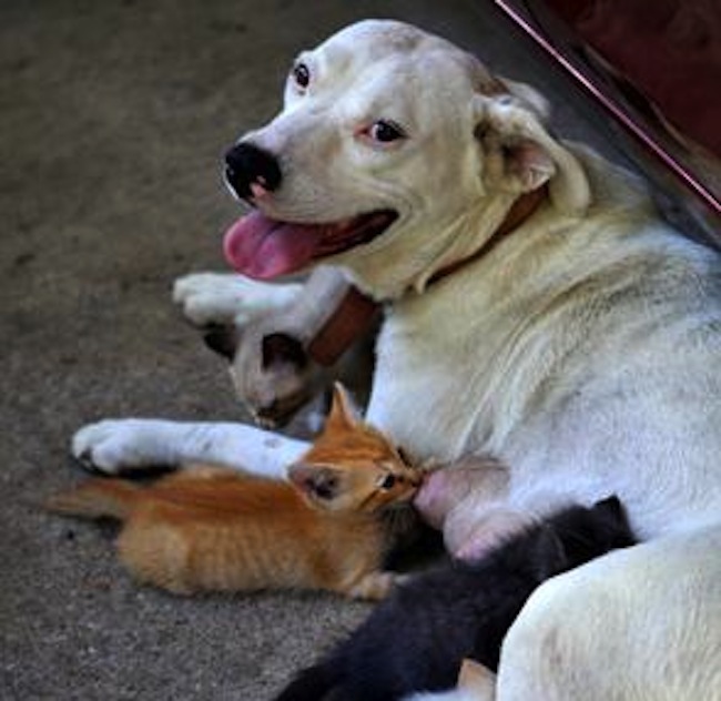 Molly, The Dog, Plays Mom to a Bundle of Kittens Walking The Blog