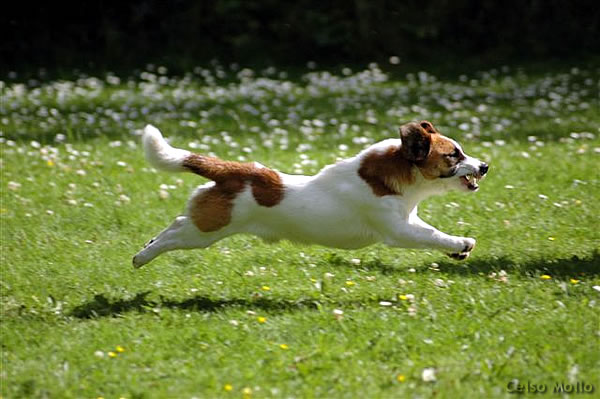 jack russell and long distance running