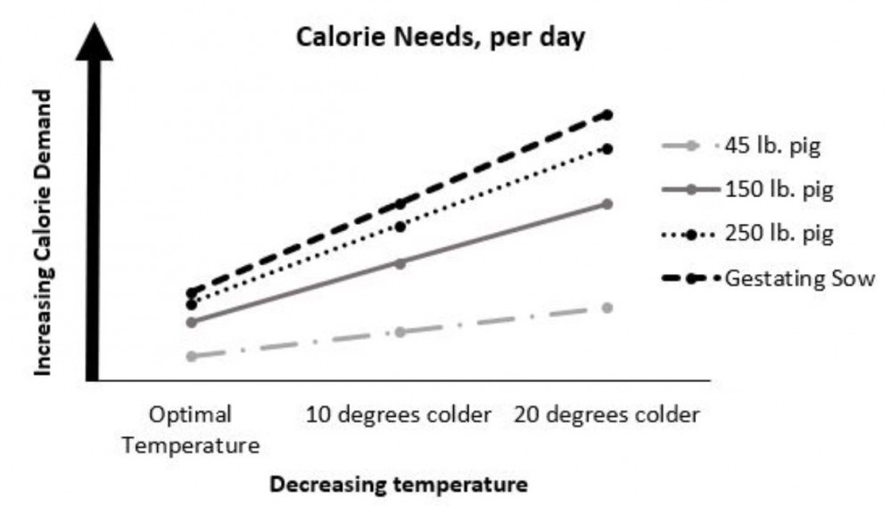Cold Temperature Management for Pigs Southwest New York Dairy