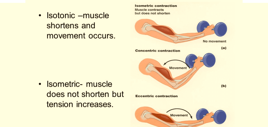Isotonic Vs Isometric Muscle Contraction slidedocnow