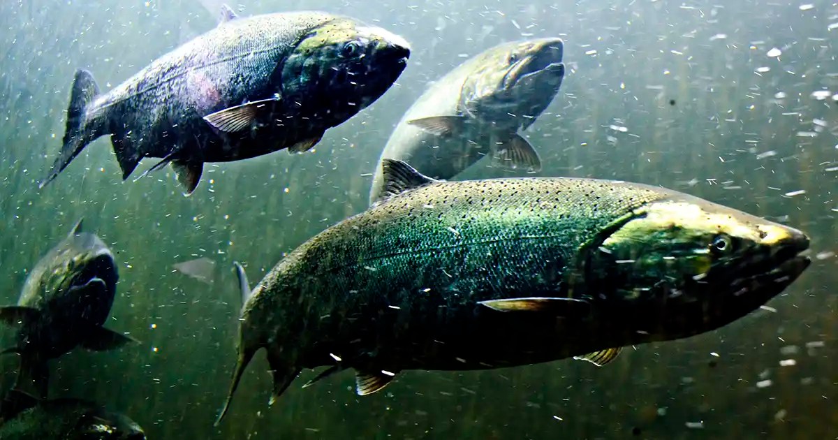 Niagara Falls FAQ Fishing the Niagara Region