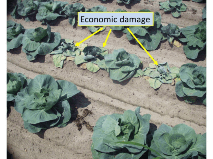 Cabbage Maggot New York Farm Viability Institute