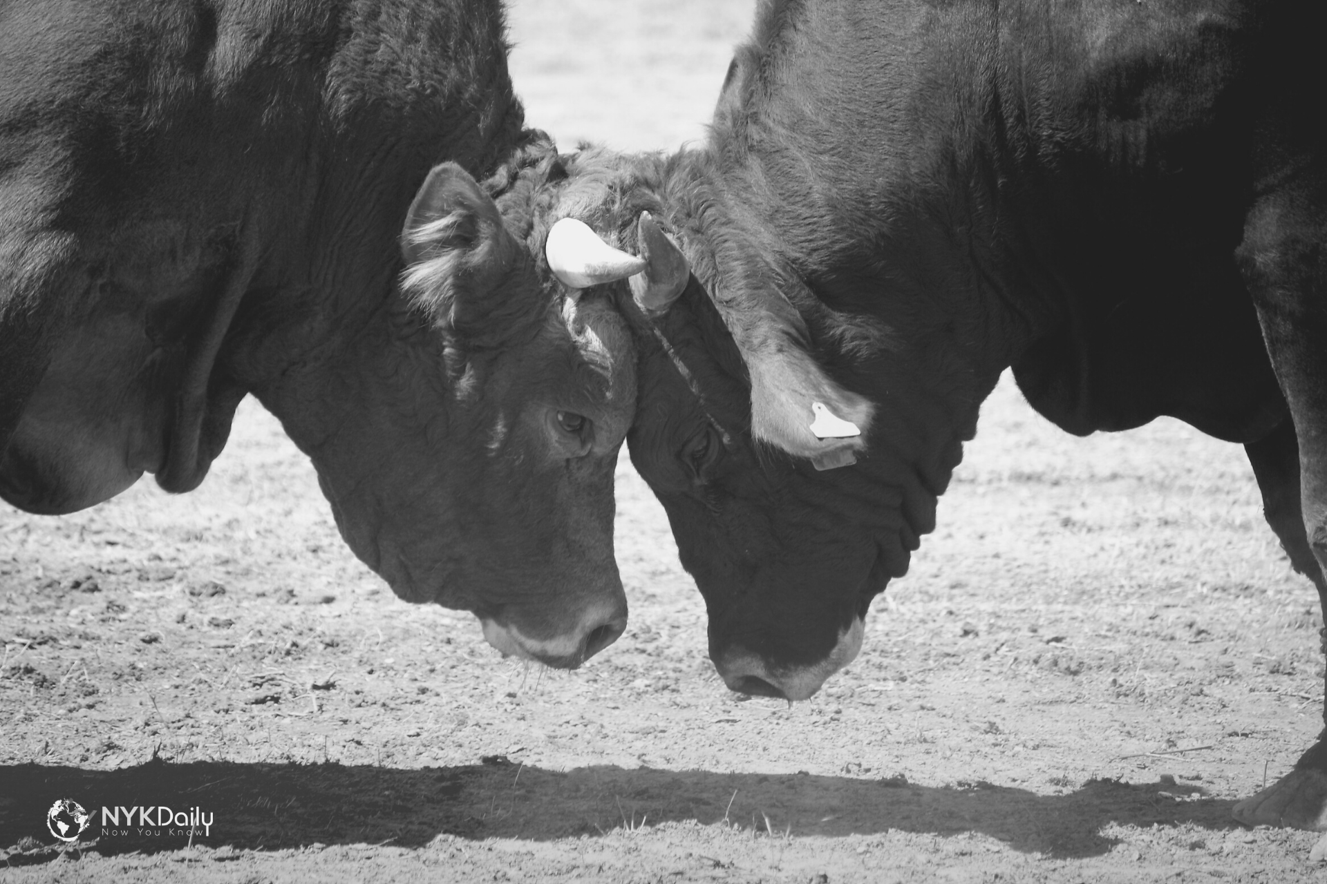 History of Bullfighting NYK Daily