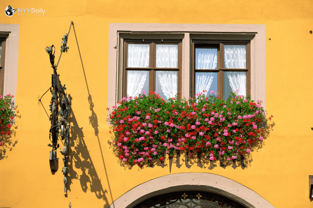 Choosing the Best Flowers For Home Windows NYK Daily