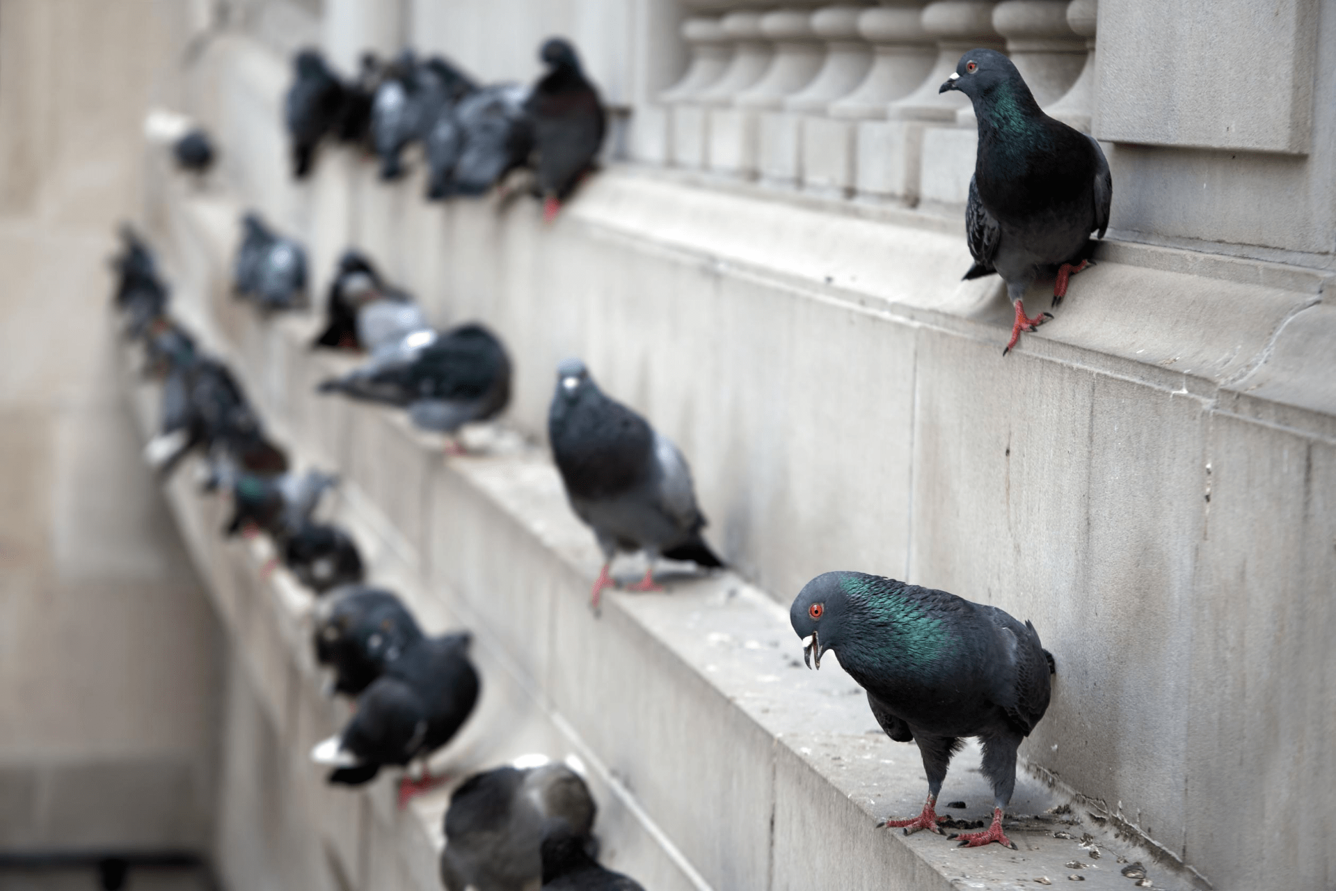 The Rise of Pigeons in Urban Areas NYK Daily