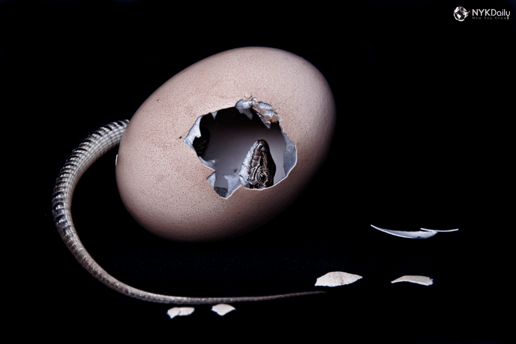 Why do some animals give live birth and others lay eggs? NYK Daily