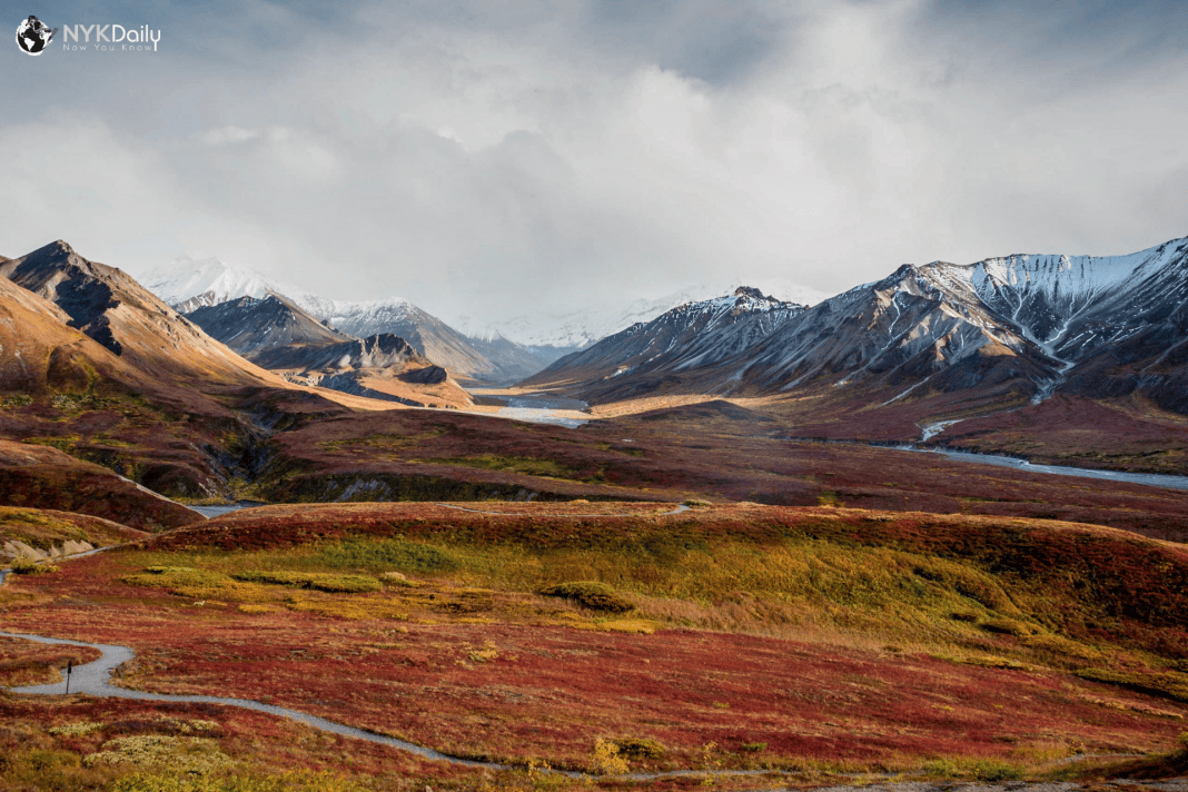 What is Tundra Vegetation Types, Features and Geography NYK Daily