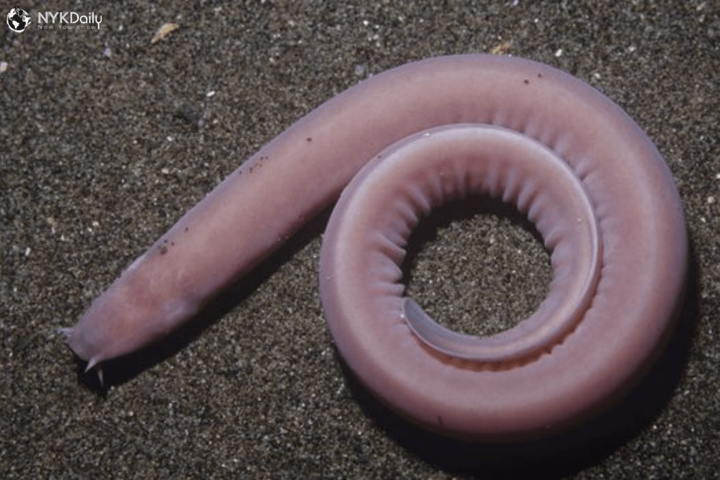 6 Facts About The Atlantic Hagfish NYK Daily