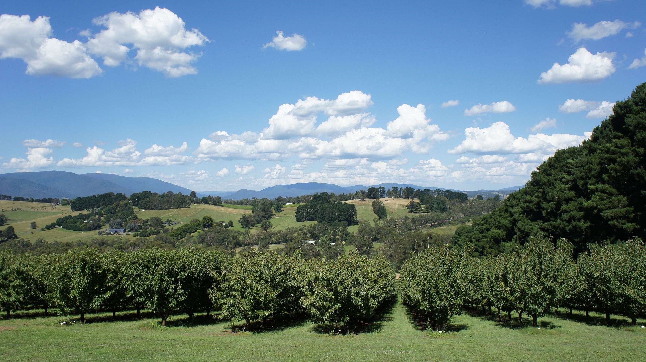The Ultimate Travel Guide to Yarra Valley NYK Daily
