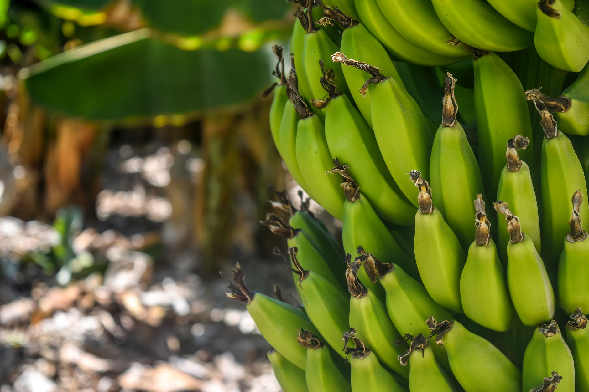 How Do Bananas Reproduce? NYK Daily